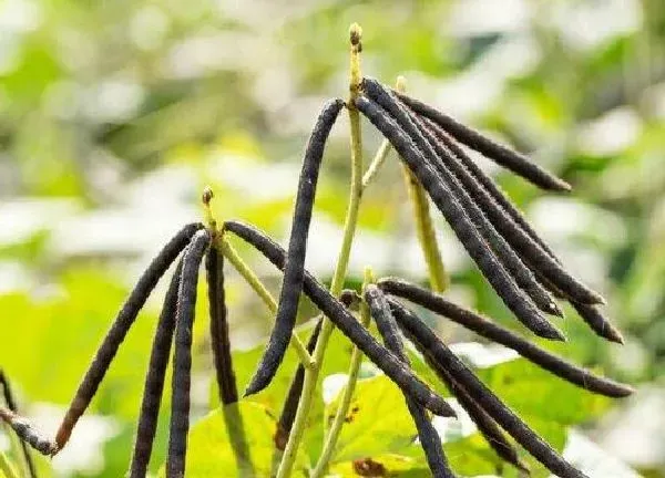 植物浇水|绿豆几天浇一次水 春夏秋冬各不同
