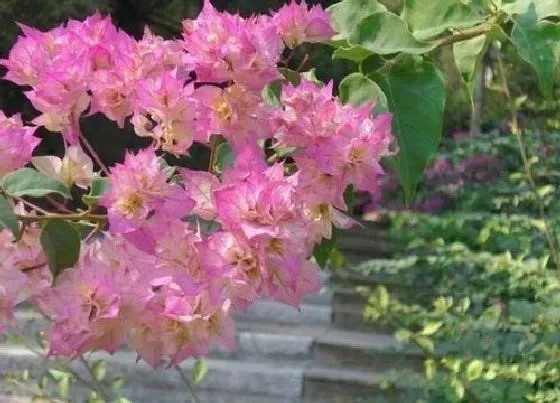 冬天植物|三角梅耐寒吗