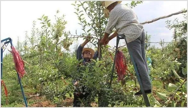 苹果树四季整形修剪的技术要点 | 耕种资料