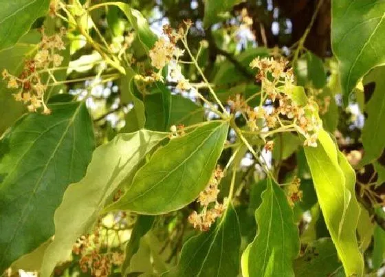 植物百科|樟树会开花吗 属于开花植物