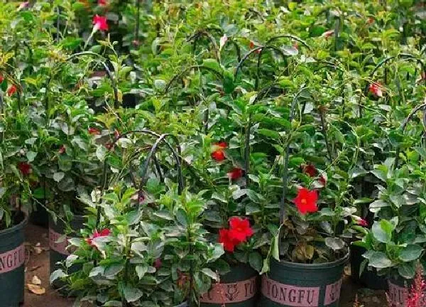 植物移栽|飘香藤什么时候换盆最好 换盆时间与方法