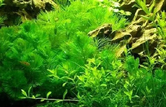 烂根|绿菊水草没根能活吗 有叶无根能栽活吗