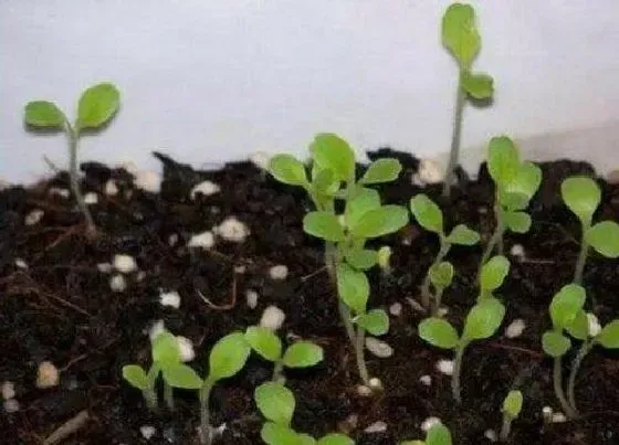 种植方法|圆生菜的种植方法和时间 什么时候播种最好