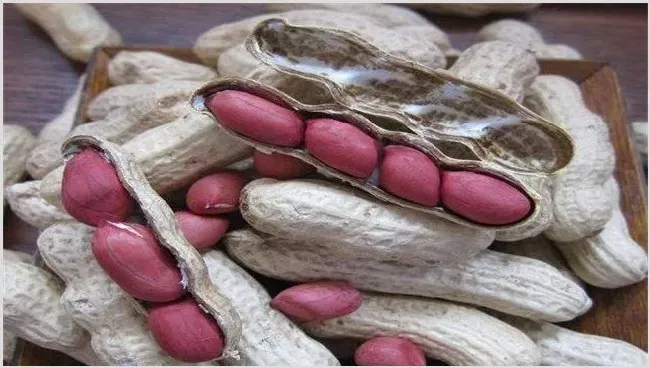 影响花生种子发芽因素有哪些？ | 养殖技术