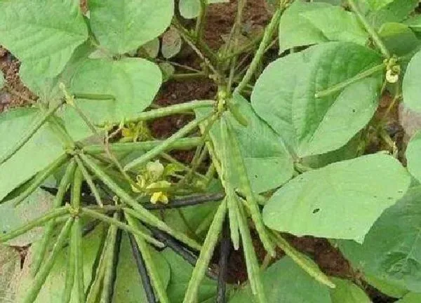 植物浇水|绿豆几天浇一次水 春夏秋冬各不同