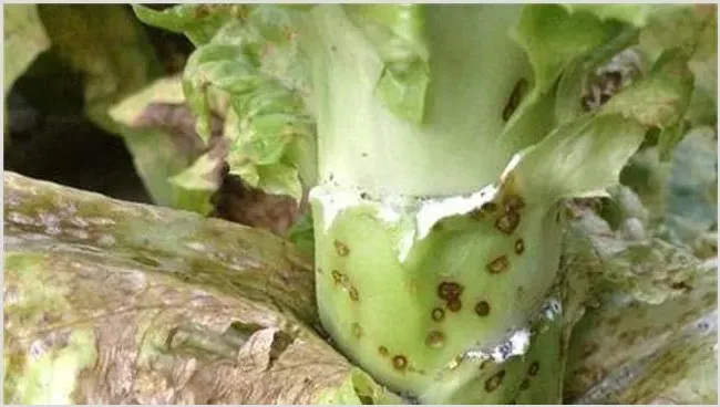 莴笋菌核病的防治技术 | 养殖技术