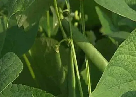 种植方法|饭豆的种植方法和时间 高产种植技术及管理要点