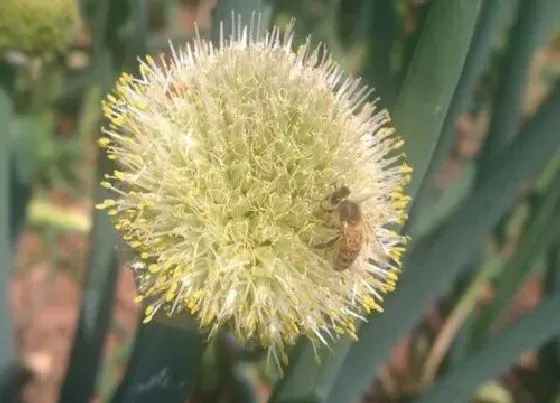 植物百科|葱会开花吗 属于开花植物