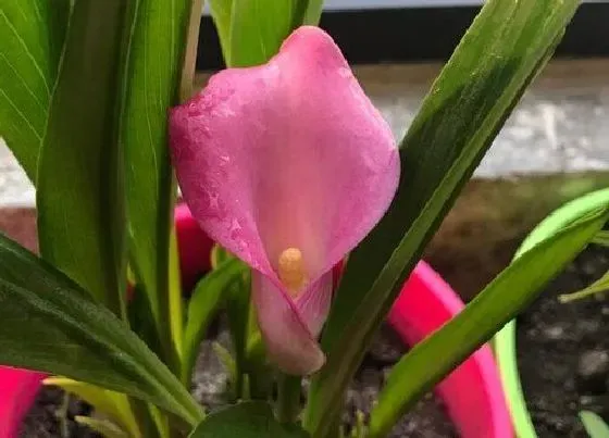 花语|什么花的花语是团圆美满