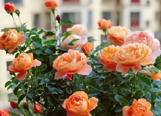 开花时间|山茶是什么季节开的花