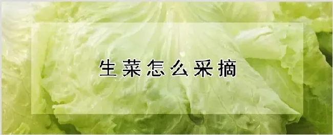 生菜怎么采摘 | 种植资料