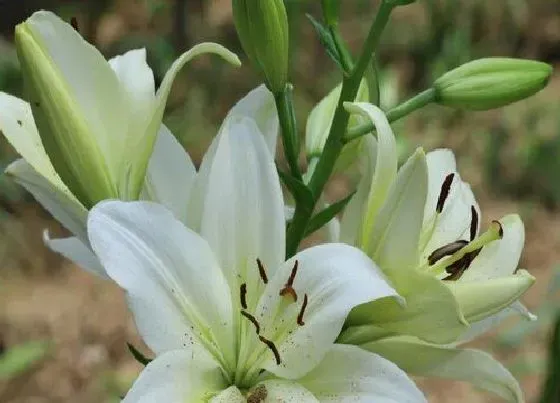 花朵|百合花花骨朵的样子 多久开花