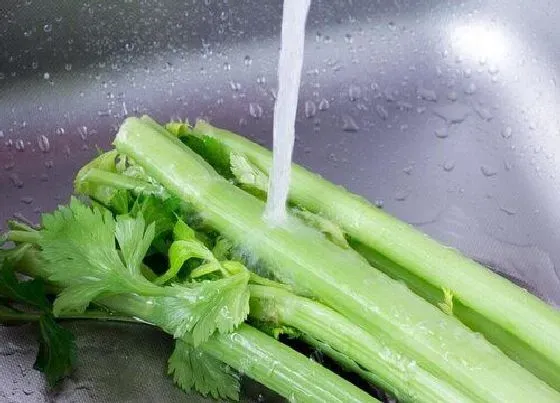 果实榨汁|芹菜怎么榨汁好喝 怎样榨芹菜汁功效最好