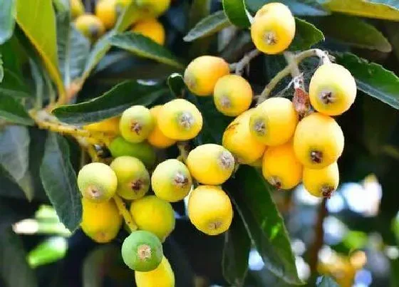 种植管理|批杷几年结果实 种多久开花结果