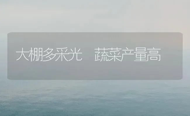 大棚多采光 蔬菜产量高 | 蔬菜种植