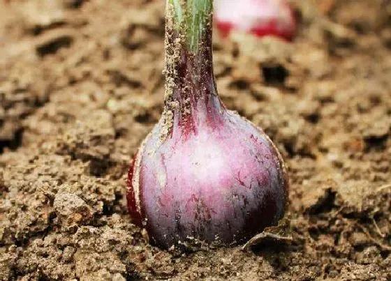 种植方法|洋葱种植时间和方法 栽培技术和管理