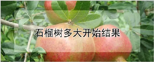 石榴树多大开始结果 | 养殖技术