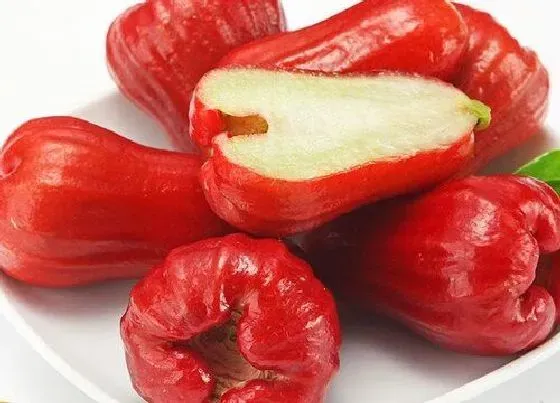 果实成熟|莲雾几月份成熟上市