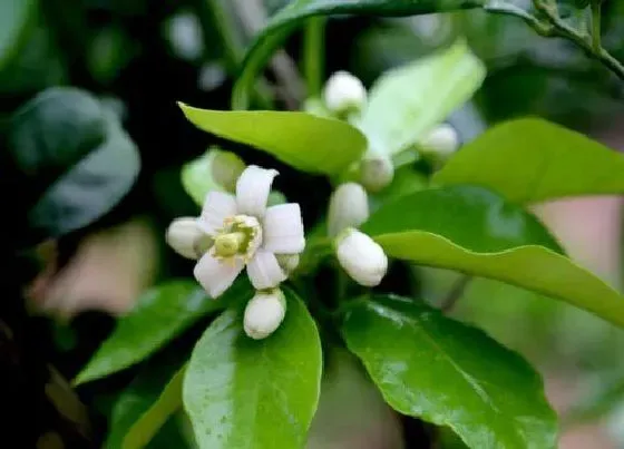 颜色花|柚子花是什么颜色的