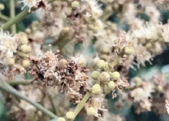 种植育种|桂圆种子怎么种植方法