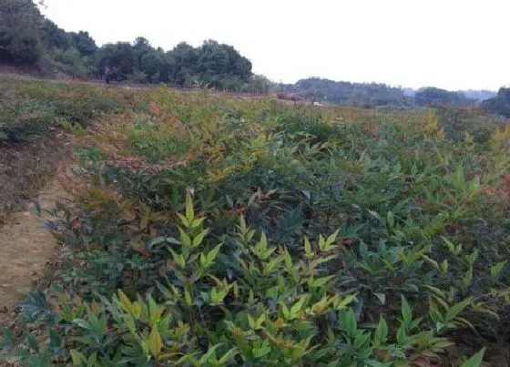 植物种类|南天竹是裸子植物吗