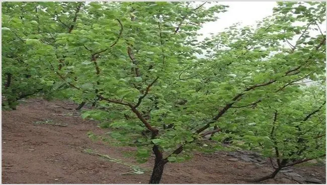 枣树修剪要点 | 耕种资料