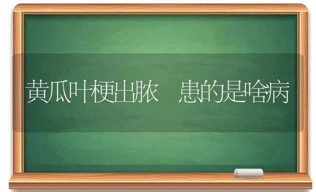 黄瓜叶梗出脓 患的是啥病 | 蔬菜种植