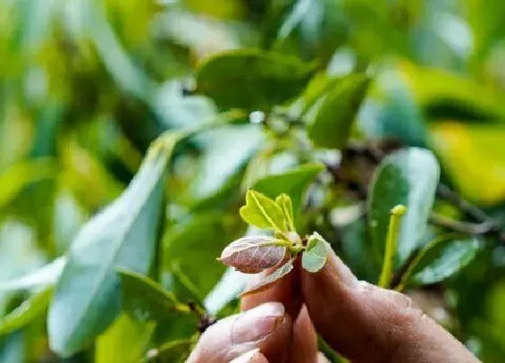 叶子|老鹰茶是什么树的叶子