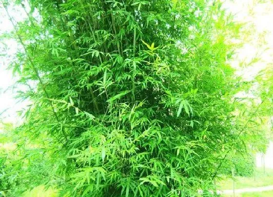 开花时间|竹子什么季节开花 一般在几月份开花