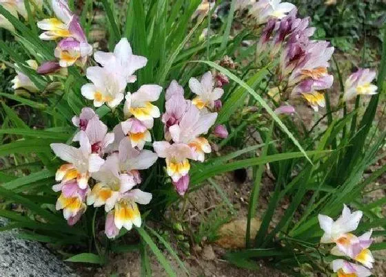 植物百科|鸢尾花有几种颜色