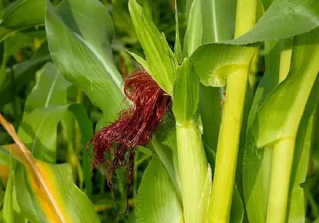 种植管理|秋玉米什么时候收割