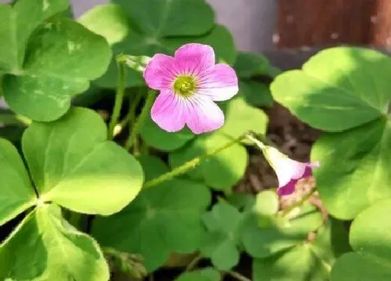 叶子发黄|酢浆草叶片发黄原因和处理方法