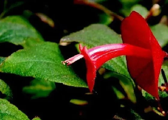 植物修剪|硬骨凌霄花怎么修剪方法