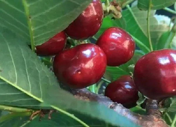 植物浇水|盆栽樱桃怎么浇水方法