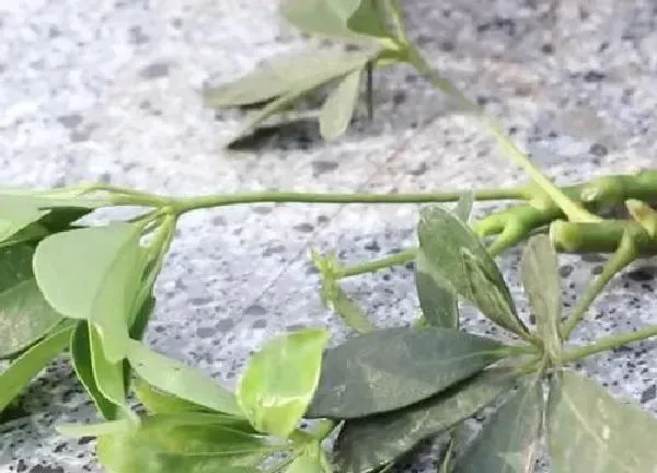 植物扦插|鸭掌木的扦插方法 什么季节扦插成活率高