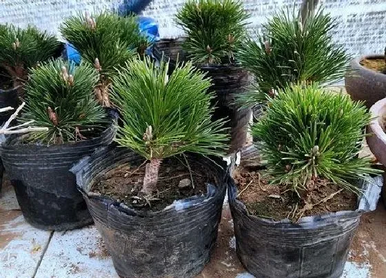 植物修剪|五针松怎么修剪方法