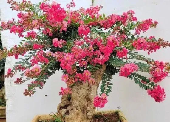 冬天植物|日本姬紫薇耐寒吗（日本姬紫薇盆景图片及冬天怎么养）