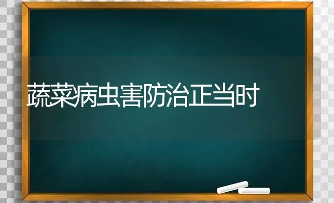 蔬菜病虫害防治正当时 | 蔬菜种植