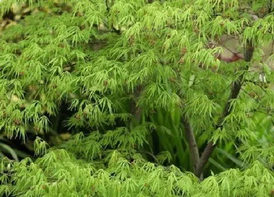 植物繁殖|枫树怎么繁殖方法和注意事项