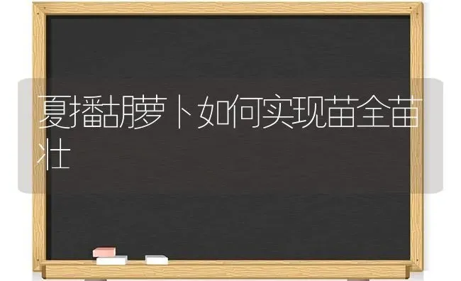 夏播胡萝卜如何实现苗全苗壮 | 蔬菜种植