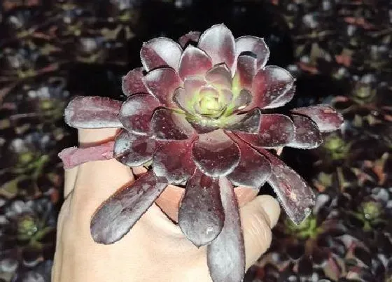 种植土壤|法师适合高盆还是矮盆 法师适合什么样的盆种