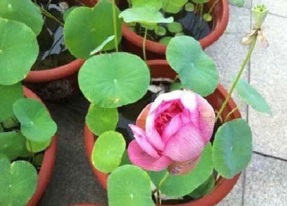 植物百科|碗莲是几年生植物