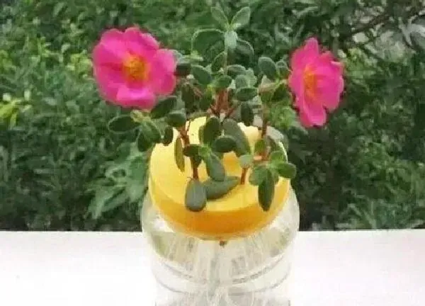 养殖方法|水培太阳花怎么养护