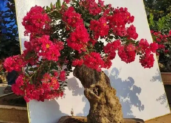 冬天植物|日本姬紫薇耐寒吗（日本姬紫薇盆景图片及冬天怎么养）