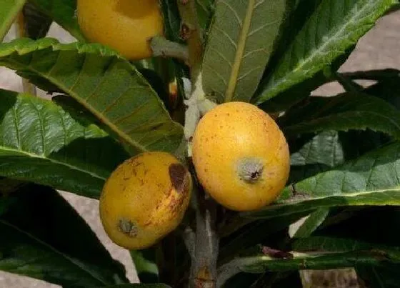 种植管理|批杷几年结果实 种多久开花结果