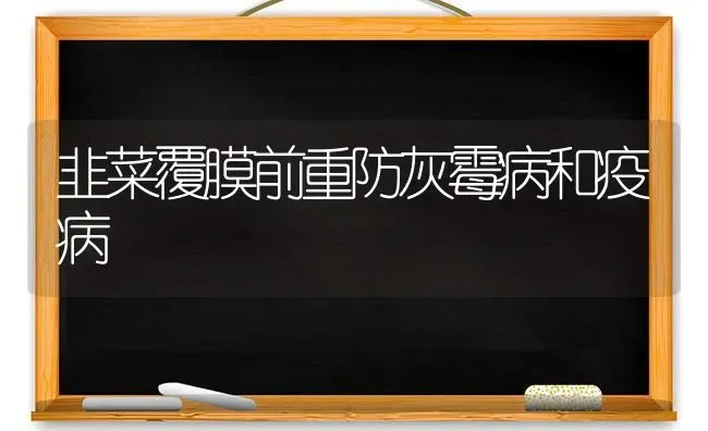 韭菜覆膜前重防灰霉病和疫病 | 蔬菜种植