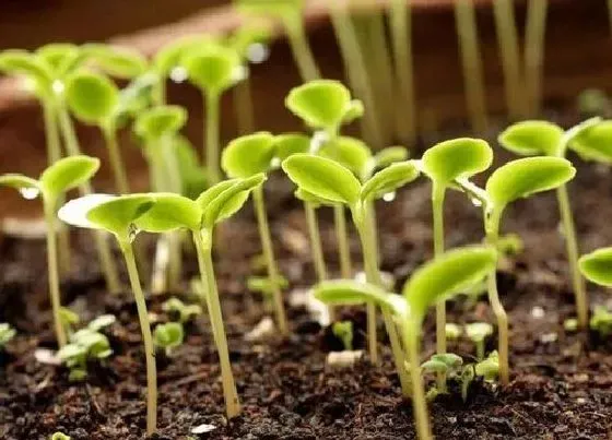 植物育苗|菠菜催芽方法 浸种催芽快的绝招