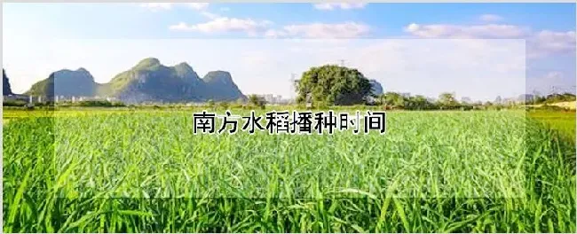 南方水稻播种时间 | 养殖技术