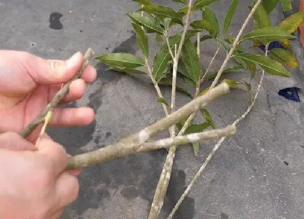 植物扦插|桂花树几月份扦插最好