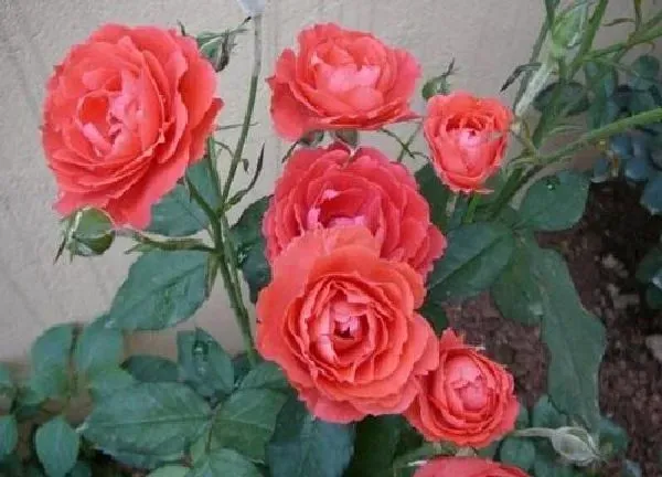 植物扦插|什么时候扦插月季花成活率高（月季花怎样插枝容易活）